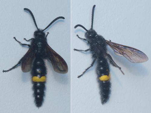 Réf. 284 410 : Scolia hirta hirta